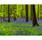Blue-Bells Forrest (F)